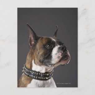 Dog wearing collar, looking away postcard