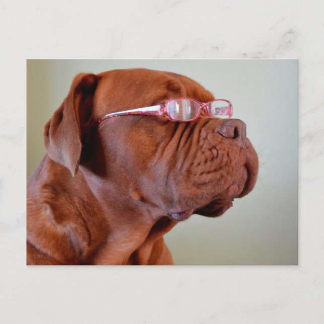 Dog Wearing Pink Eyeglasses Postcard (Front)