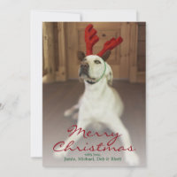 Dog wearing reindeer antlers