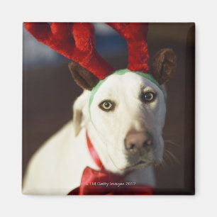 Dog wearing reindeer antlers magnet