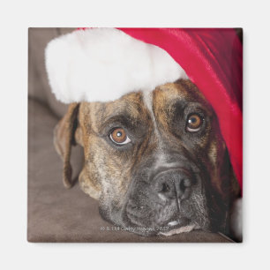 Dog wearing Santa hat Magnet