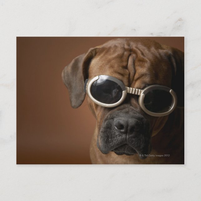 Dog wearing sunglasses postcard (Front)