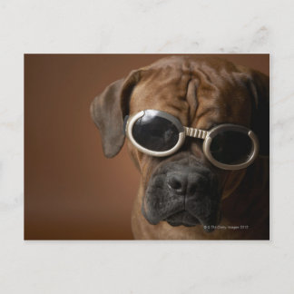 Dog wearing sunglasses postcard