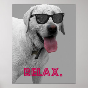 Dog wearing sunglasses, relax poster