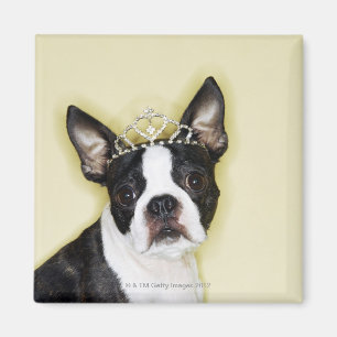 Dog wearing tiara magnet