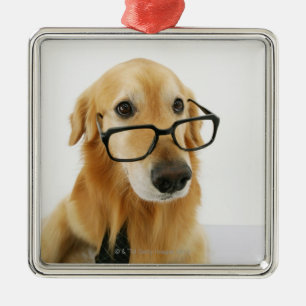 Dog wearing tie and glasses sitting on chair in metal tree decoration