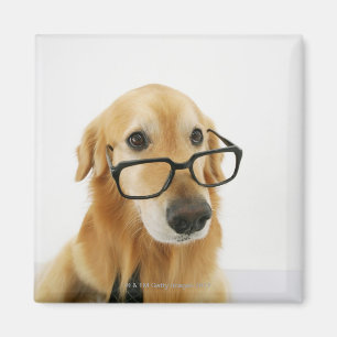 Dog wearing tie and glasses sitting on chair magnet