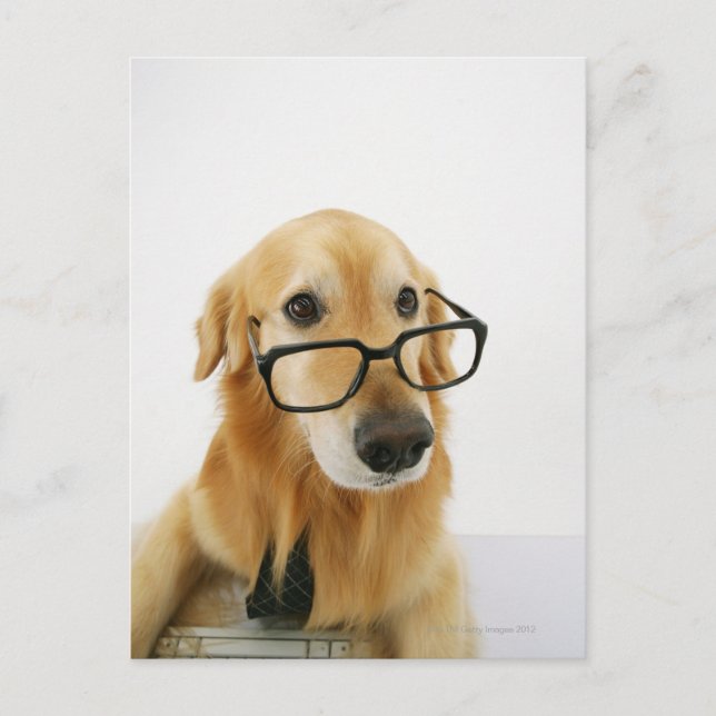 Dog wearing  tie and glasses sitting on chair postcard (Front)