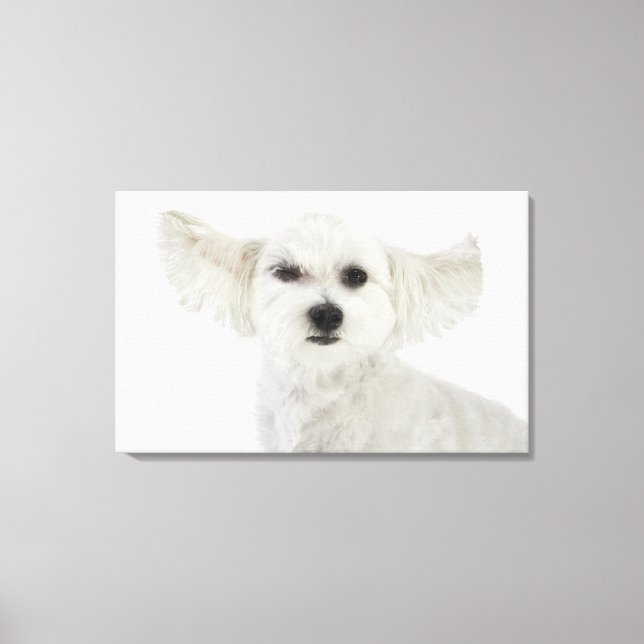 Dog winking canvas print (Front)
