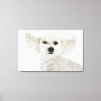 Dog winking