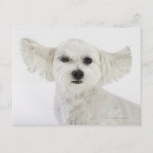 Dog winking postcard