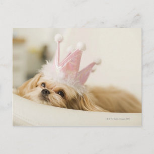 Dog with a crown postcard