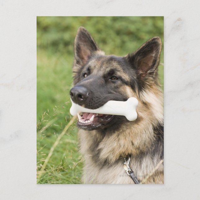 Dog with bone postcard (Front)
