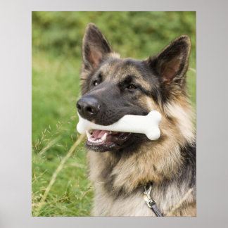 Dog with bone poster