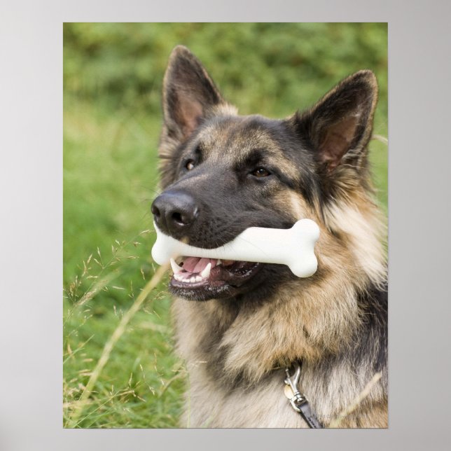 Dog with bone poster (Front)