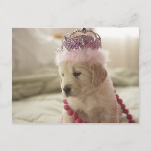 Dog with decorations on bed postcard