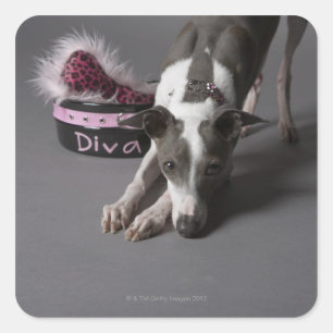 Dog with diva bowl, sniffing floor square sticker