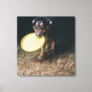 Dog With Frisbee in Mouth Canvas Print