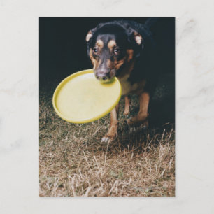 Dog With Frisbee in Mouth Postcard
