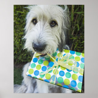 Dog with gift in mouth poster