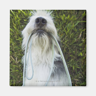 Dog with leash in mouth magnet