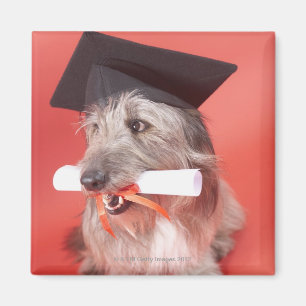 Dog with mortarboard and diploma magnet