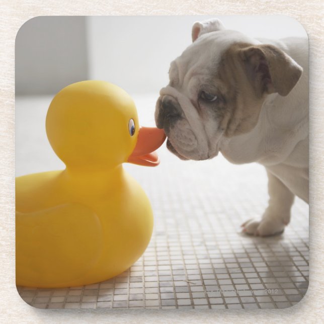 Dog with plastic duck coaster (Front)
