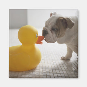 Dog with plastic duck magnet