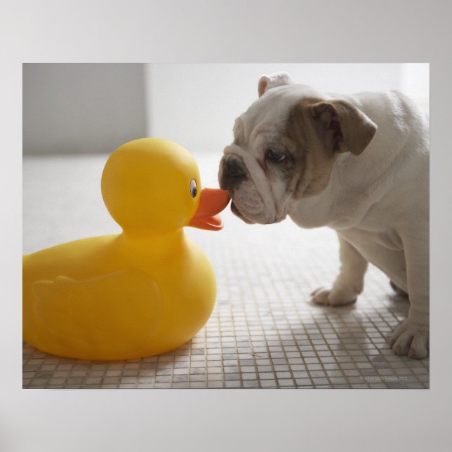 Dog with plastic duck poster (Front)