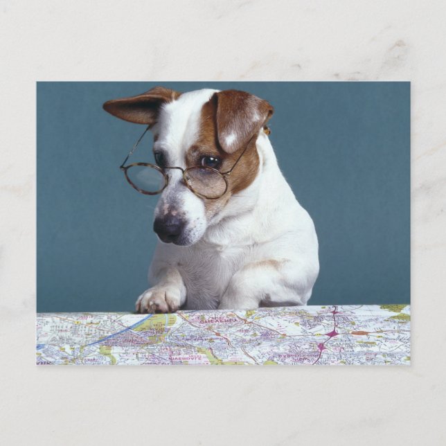 Dog with reading glasses studying map postcard (Front)