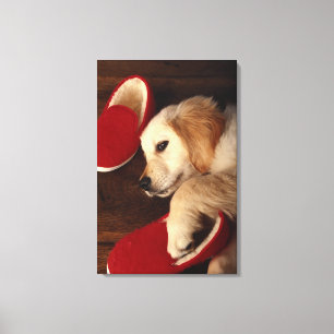 Dog with shoes lying on wooden floor, elevated canvas print