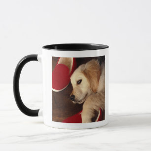 Dog with shoes lying on wooden floor, elevated mug