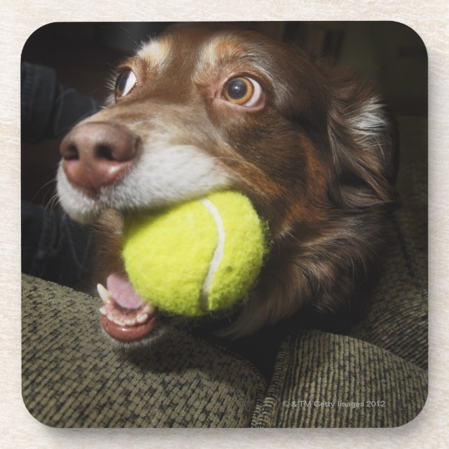 Dog with Tennis Ball Coaster (Front)