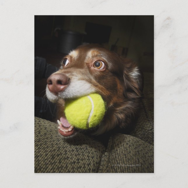 Dog with Tennis Ball Postcard (Front)