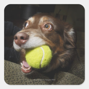 Dog with Tennis Ball Square Sticker