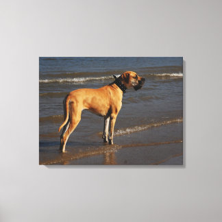 Dogge auf Keilleinwand Canvas Print