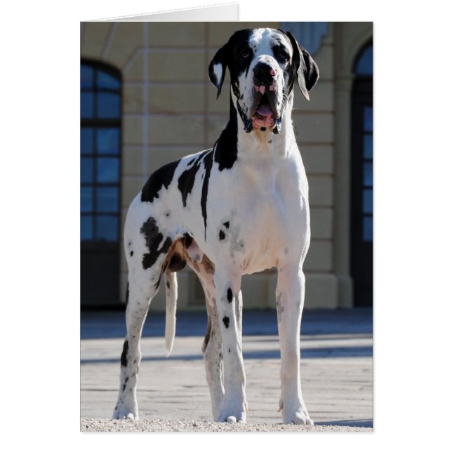 Dogge, stained,Harlekin,Great Dane,Dogue (Front)