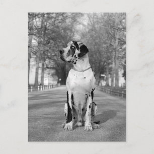 Doggenhaus Postcard