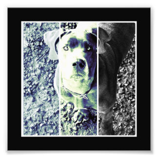 Doggennase Photo Print