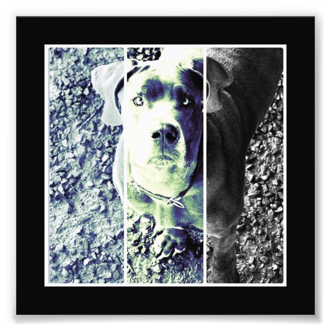 Doggennase Photo Print (Front)