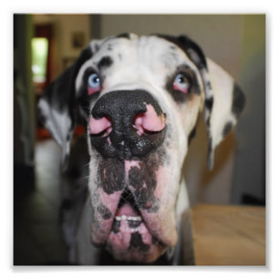 Doggennase Photo Print