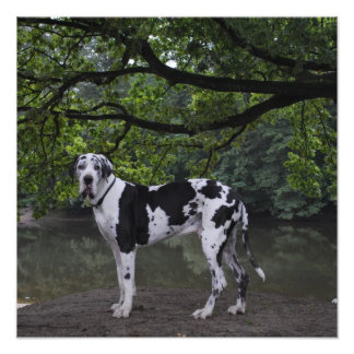 Doggennase Photo Print