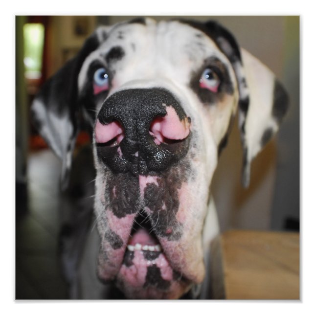 Doggennase Photo Print (Front)