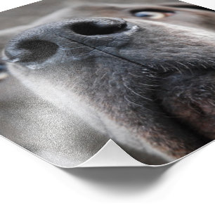 Doggennase Photo Print
