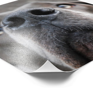 Doggennase Photo Print