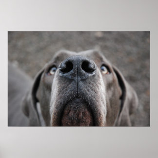 Doggenposter "Nase" Poster