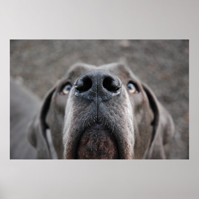 Doggenposter "Nase" Poster (Front)