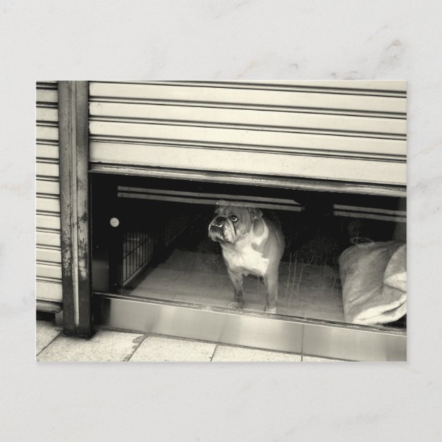 Doggie in the window postcard (Front)