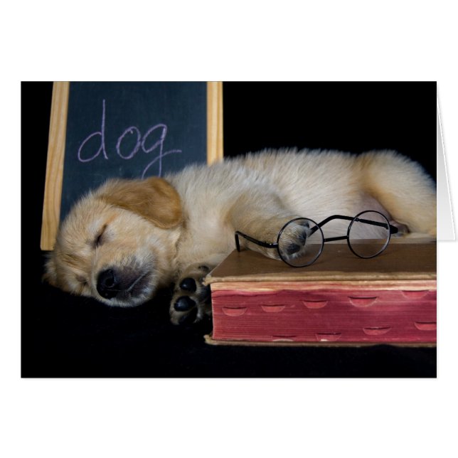 Doggie School (Front Horizontal)