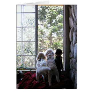 Doggies in the window